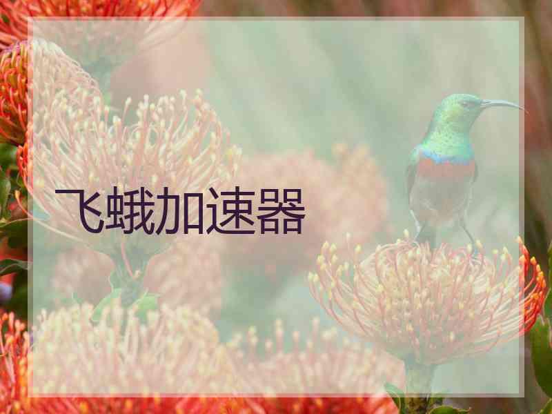 飞蛾加速器